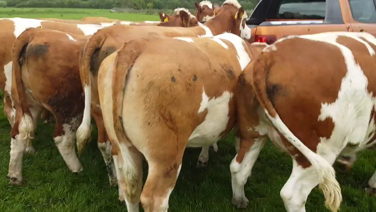 Grass-Fed Simmental Heifers and Cows for sale
